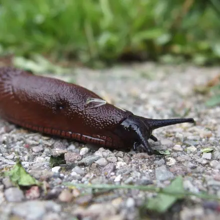 Nacktschnecken günstig mit Trockenfutter anlocken