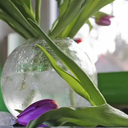 Tulpen leben länger mit Eiswürfeln