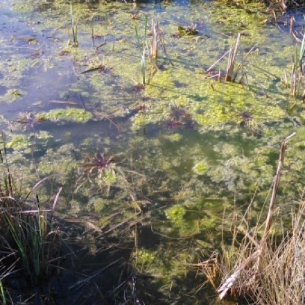 Eisenhaltiges Wasser gegen Algen im Teich