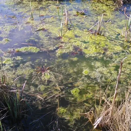 Eisenhaltiges Wasser gegen Algen im Teich