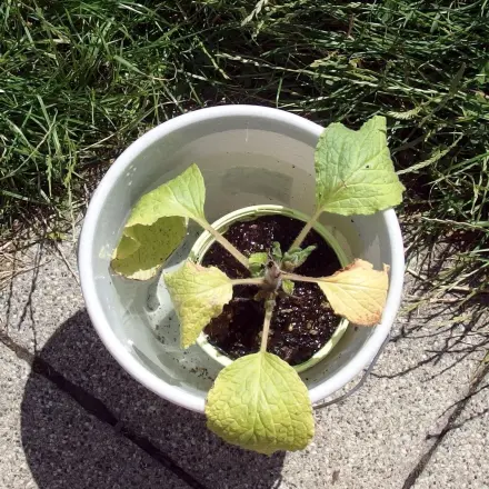 Richtig Blumengießen