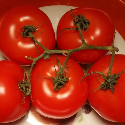 Viel mehr und viel größere Tomaten