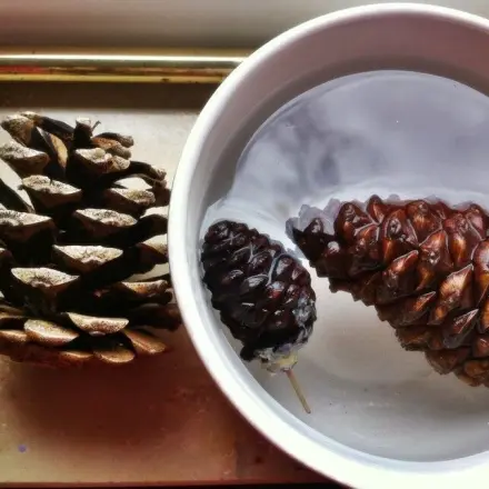 Wissensexperiment für Kinder "Nadelbäume / Tannenzapfen"