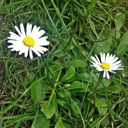 Gänseblümchen die Heilpflanze