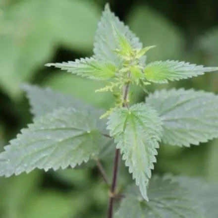 Brennnessel gegen Schuppen