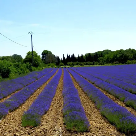 Lavendel eine Pflanze für viele Gelegenheiten
