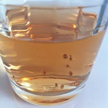 Obstfliegen fernhalten