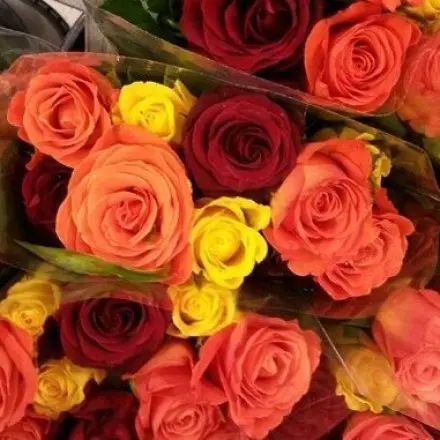 Schnittblumen länger frisch halten - was hilft wirklich?