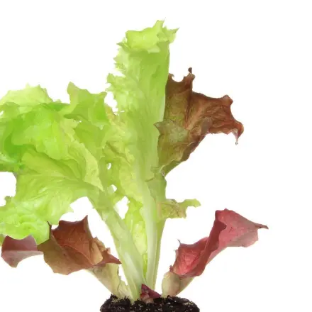 Salatpflanzen in Blumenampeln