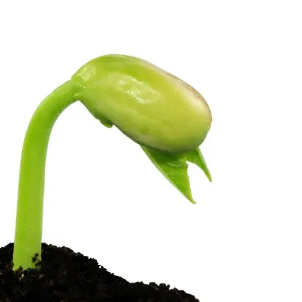 Bohnen aussäen - Aussaat von ähnlichem Unkraut unterscheiden