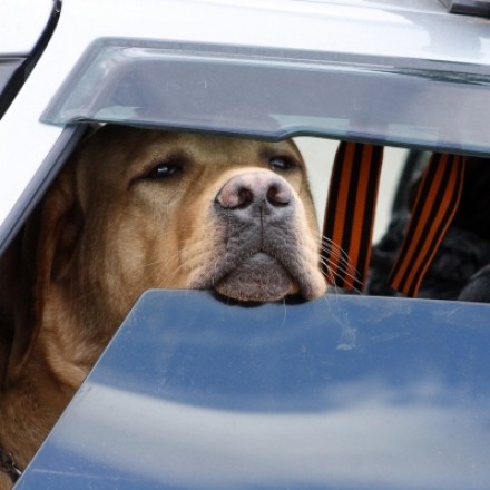 Hunde im Auto bei sommerlichen Temperaturen