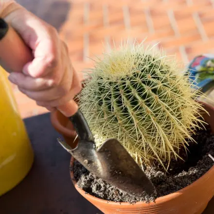 Umtopfen von Kakteen ohne sie zu beschädigen