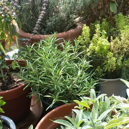 Richtiges Gießen bei hohen Temperaturen