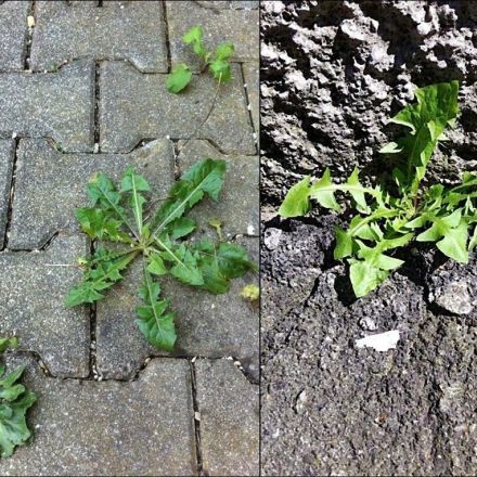 Magnesiumchloridlösung gegen lästiges Unkraut