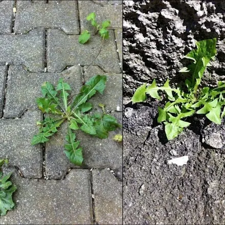 Magnesiumchloridlösung gegen lästiges Unkraut