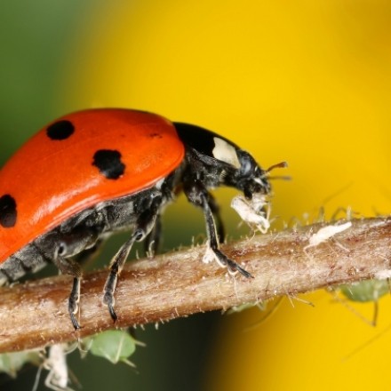 Marienkäfer gegen Blattläuse an Pflanzen