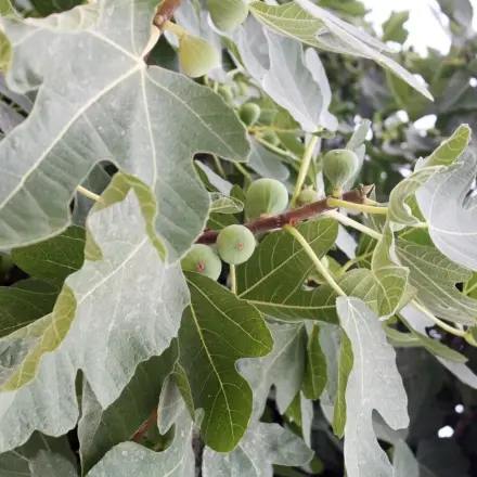 Feigensenf selbermachen