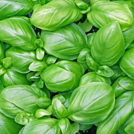 Basilikum für Profis