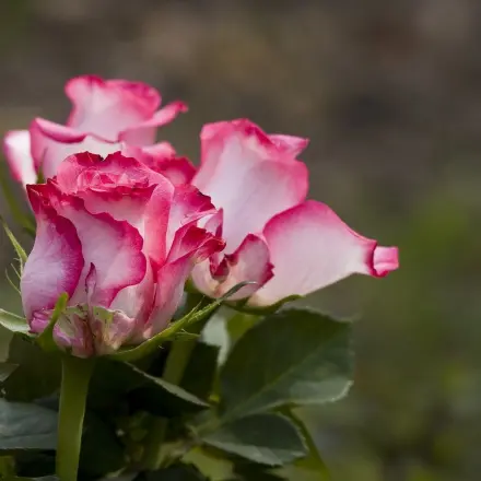 Rosen mit Stecklingen vermehren