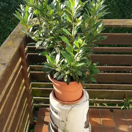 Endlich Ruhe vor Wespen