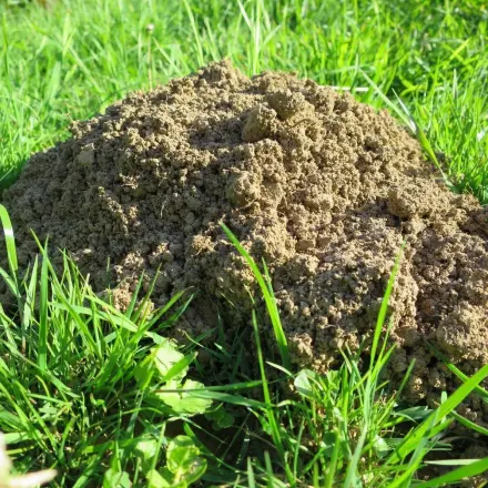Maulwürfe aus dem Garten vertreiben