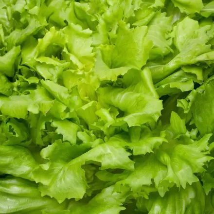 Salatsoße perfekt zu Endiviensalat