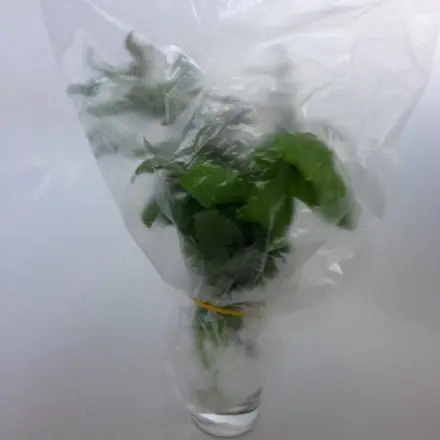 Kräuter im Kühlschrank frisch halten