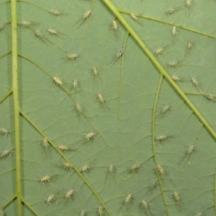 Blattläuse an Pflanzen loswerden