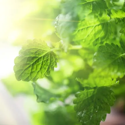 Richtiger Umgang mit Kräutern