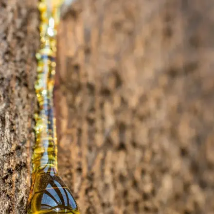 Finger von Harz befreien