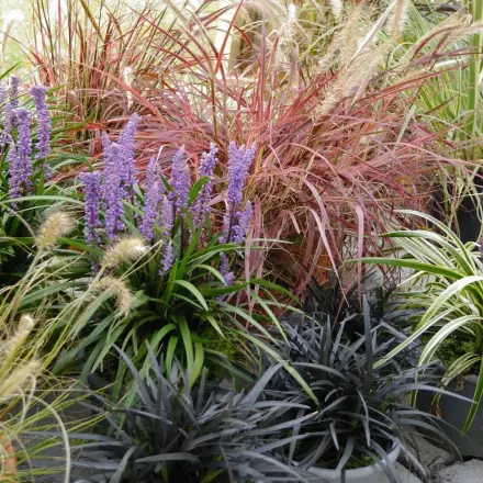 Winterharte Gräser und Stauden schneiden