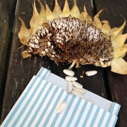 Sonnenblumensamen ernten & trocknen