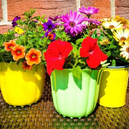 Staunässe im Blumentopf vermeiden