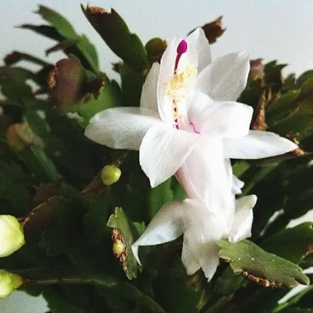 Weihnachtskaktus pflegen und vermehren