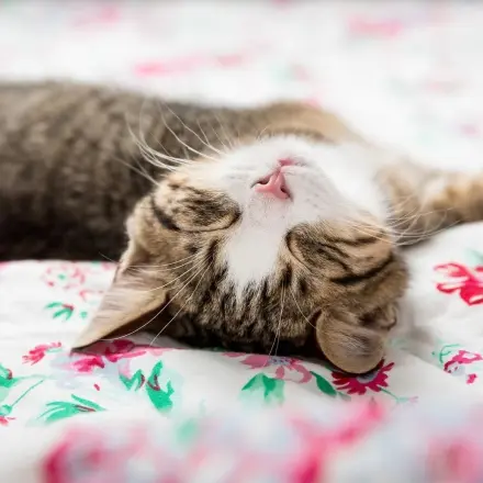 Tierhaare entfernen mit Essig