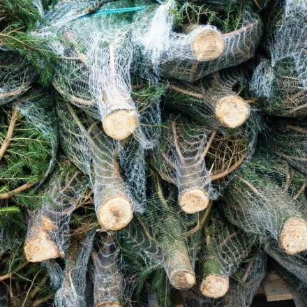 Tipps zum Weihnachtsbaum-Kauf