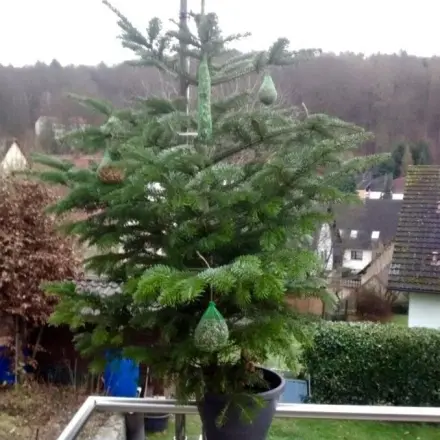 Weihnachtsbaum als Futterbaum für Vögel weiter verwenden