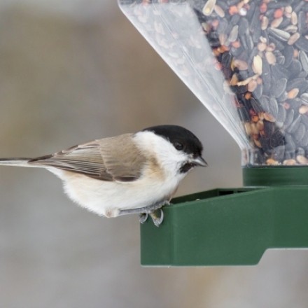 Vögel füttern im Winter - wie geht es richtig?