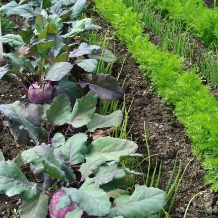 Fruchtfolge und Mischkultur im Garten