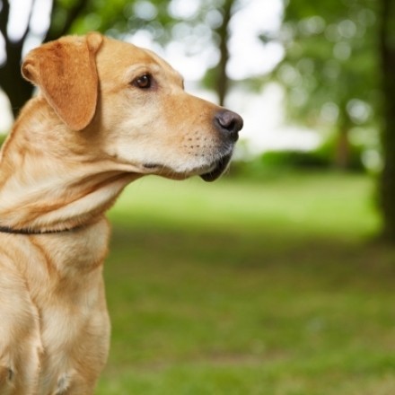 Hundemarken: Geschützt und klapperfrei