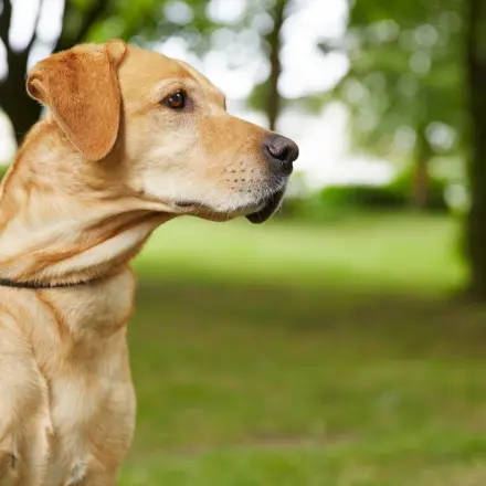 Hundemarken: Geschützt und klapperfrei