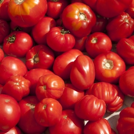 Eine kleine Tomatenkunde: Herkunft, Anbau & Pflege