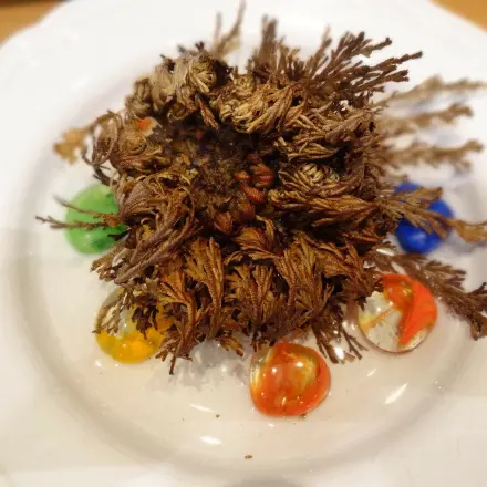 Die Rose von Jericho - das Wunder des Lebens