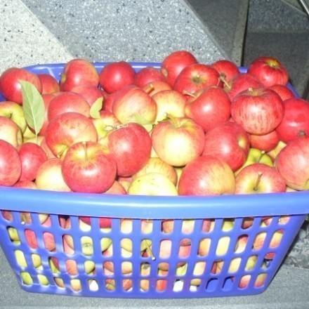 Alte und neue Apfelsorten - Lagerung & Anbau