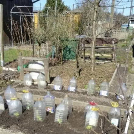 Gemüsepflanzen schützen - Ernte verfrühen