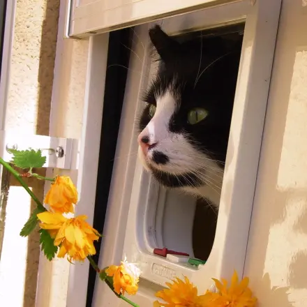 Katzenklappe reinigen