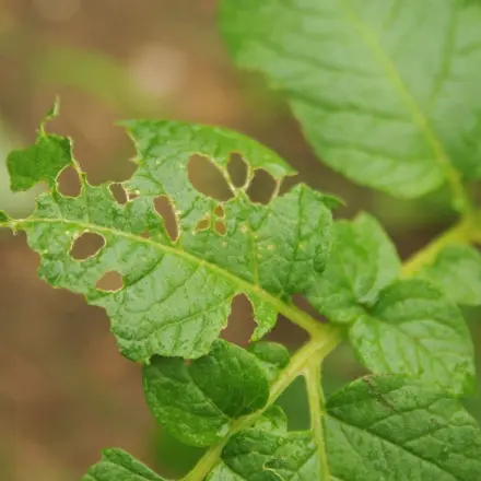 Fraßspuren im Garten: Schädlinge erkennen und bekämpfen