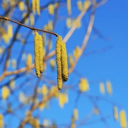 Heuschnupfen: Wie funktioniert die Pollenvorhersage?