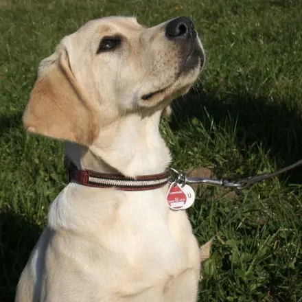 Keine Namen auf das Hundehalsband eingravieren lassen