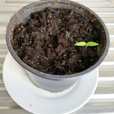 Tomatensetzlinge ziehen